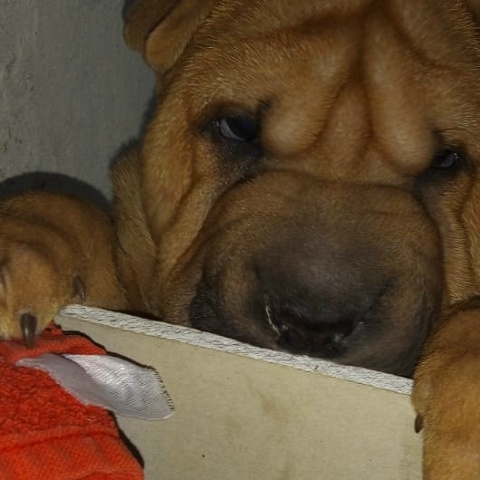 Стас Лысенко